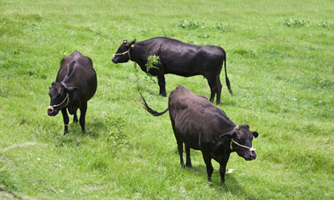 Wagyu oder Kobe?