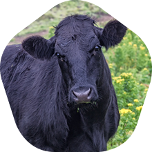 Angus beef for dry aged beef