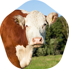 Dry Aged Beef from Hereford cattle