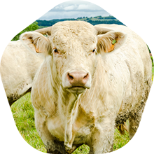 Dry Aged Beef from Charolais cattle