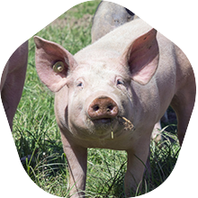 An explosion of taste: Dry Aged Pork