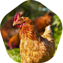 Exotic and tasteful: Dry Aged Chicken