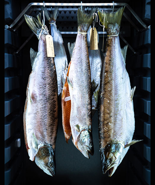 Fish in the DRY AGER Cabinet