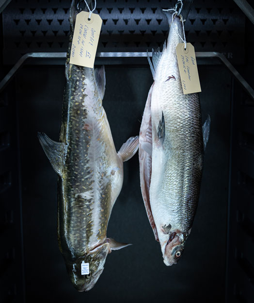 Dry Aged Fisch - Entfaltung des perfekten Geschmacks