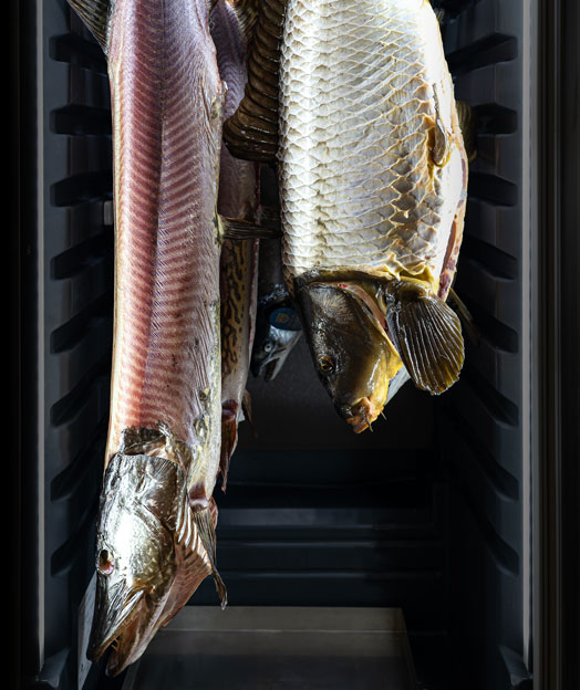 Dry aging fish at the touch of a button
