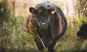 Galloway: Die robusten Allrounder Galloway: Die robusten Allrounder
