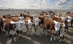 Hereford argentinisches Rindfleisch Hereford argentinisches Rindfleisch