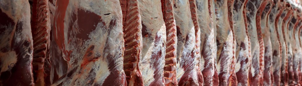 Dry Aging - Reifeschrank bester Helfer für Metzger Dry Aging - Reifeschrank bester Helfer für Metzger