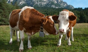 Simmentaler Rinder Simmentaler Rinder