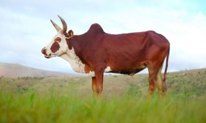 Zebu und Co Rinder Zebu und Co Rinder