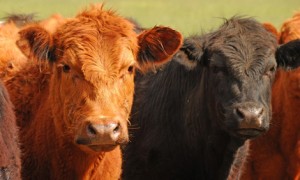 Angus: Das absolute Kult Beef Angus: Das absolute Kult Beef
