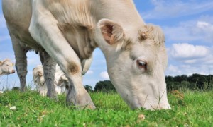 Charolais und Limousin Charolais und Limousin