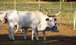 Chianina: Eine antike Rinderrasse Chianina: Eine antike Rinderrasse