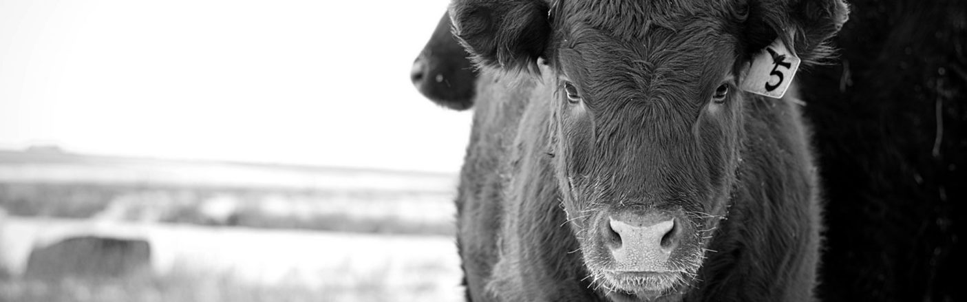 Cattle on a field – DRY AGER