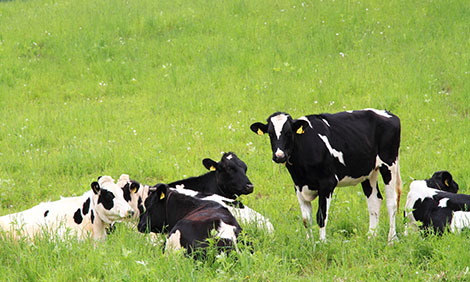 Glückliche Rinder für gutes Fleisch