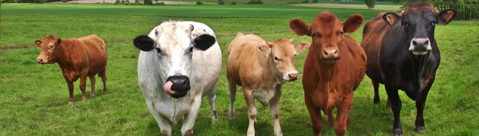 Kobe und Wagyu - glückliche Rinder Kobe und Wagyu - glückliche Rinder