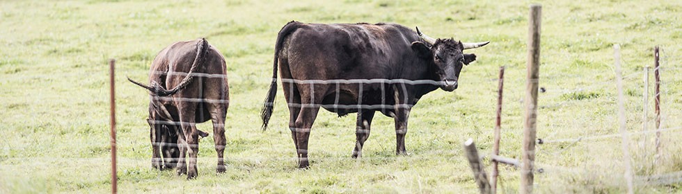 Sustainable cattle breeding for high quality meat Sustainable cattle breeding for high quality meat