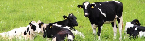 Rindfleisch oder Beef - sehr beliebt fürs Dry Aging Rindfleisch oder Beef - sehr beliebt fürs Dry Aging