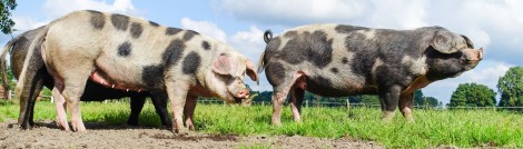 Schweinefleisch oder Pork: Eignet sich gut fürs Dry Aging Schweinefleisch oder Pork: Eignet sich gut fürs Dry Aging