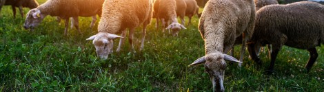 Lamm - eine gute Wahl beim Dry Aging Lamm - eine gute Wahl beim Dry Aging