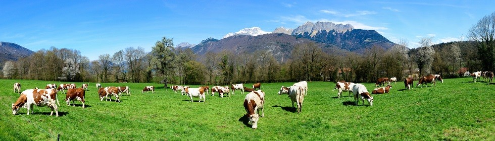 Pastures for cattle bring meat quality Pastures for cattle bring meat quality