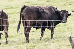 Nachhaltige Rinderzucht für hochwertiges Fleisch